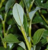 vrba žilnatá <i>(Salix phlebophylla)</i> / List