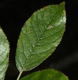 vrba Hegetschweilerova <i>(Salix hegetschweileri)</i> / List