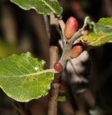 vrba tarraconská <i>(Salix tarraconensis)</i> / List