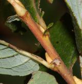 vrba bledá <i>(Salix starkeana)</i> / Větve a pupeny
