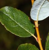 vrba bledá <i>(Salix starkeana)</i> / List