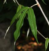 ostružiník bambusový <i>(Rubus bambusarum)</i> / List