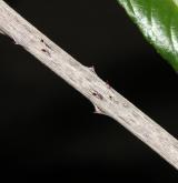 ostružiník bambusový <i>(Rubus bambusarum)</i> / Větve a pupeny