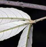 ostružiník bambusový <i>(Rubus bambusarum)</i> / List