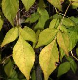 klokoč himalájský <i>(Staphylea emodi)</i> / List