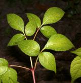 klokoč himalájský <i>(Staphylea emodi)</i> / List