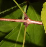 klokoč himalájský <i>(Staphylea emodi)</i> / Větve a pupeny