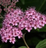 tavolník japonský <i>(Spiraea japonica)</i> / Květ/Květenství