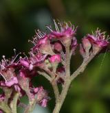 tavolník japonský <i>(Spiraea japonica)</i> / Květ/Květenství