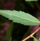 tavolník japonský <i>(Spiraea japonica)</i> / List