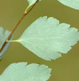 tavolník van Houtteův <i>(Spiraea ×vanhouttei)</i>