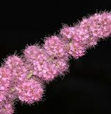 tavolník  <i>(Spiraea ×pseudosalicifolia)</i> / Květ/Květenství