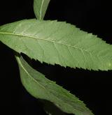 tavolník  <i>(Spiraea ×pseudosalicifolia)</i> / List