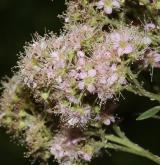 tavolník krátkohroznatý <i>(Spiraea ×brachybotrys)</i> / Květ/Květenství