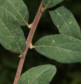 tavolník krátkohroznatý <i>(Spiraea ×brachybotrys)</i> / List