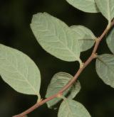 tavolník krátkohroznatý <i>(Spiraea ×brachybotrys)</i> / List