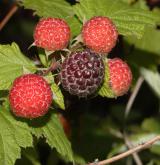 ostružiník ojíněný <i>(Rubus occidentalis)</i> / Plod