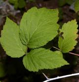 ostružiník ojíněný <i>(Rubus occidentalis)</i> / List