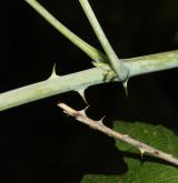 ostružiník ojíněný <i>(Rubus occidentalis)</i> / Větve a pupeny
