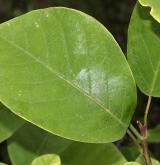 šácholan Wilsonův <i>(Magnolia wilsonii)</i> / List