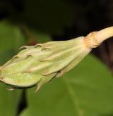 šácholan Wilsonův <i>(Magnolia wilsonii)</i> / Plod