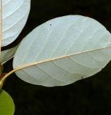 šácholan Wilsonův <i>(Magnolia wilsonii)</i> / List