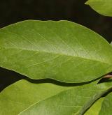 šácholan kewský <i>(Magnolia ×kewensis)</i> / Květ/Květenství