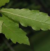 dub mexický <i>(Quercus rysophylla)</i> / List