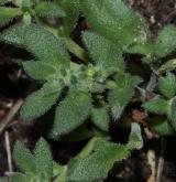 průtržník chlupatý <i>(Herniaria hirsuta)</i> / Květ/Květenství