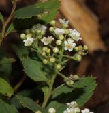 tavolník poléhavý <i>(Spiraea decumbens W.D.J.Koch)</i> / Květ/Květenství