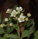 tavolník poléhavý <i>(Spiraea decumbens W.D.J.Koch)</i> / Květ/Květenství