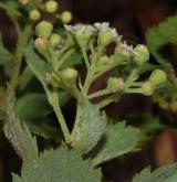 tavolník poléhavý <i>(Spiraea decumbens W.D.J.Koch)</i> / Květ/Květenství