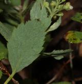 tavolník poléhavý <i>(Spiraea decumbens W.D.J.Koch)</i> / List