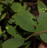 tavolník poléhavý <i>(Spiraea decumbens W.D.J.Koch)</i> / List