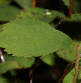 tavolník poléhavý <i>(Spiraea decumbens W.D.J.Koch)</i> / List