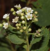 tavolník poléhavý <i>(Spiraea decumbens W.D.J.Koch)</i> / Květ/Květenství