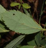 tavolník poléhavý <i>(Spiraea decumbens W.D.J.Koch)</i> / List