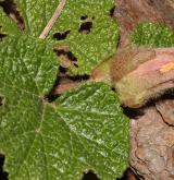 ostružiník  <i>(Rubus rolfei J. E. Vidal)</i> / Květ/Květenství