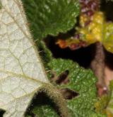 ostružiník  <i>(Rubus rolfei J. E. Vidal)</i> / List