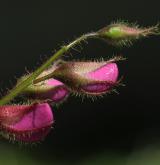 trnovník Slavinův <i>(Robinia ×slavinii)</i> / Květ/Květenství