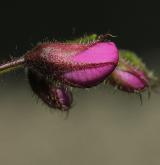 trnovník Slavinův <i>(Robinia ×slavinii)</i> / Květ/Květenství