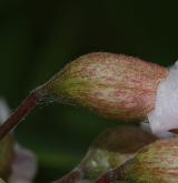 trnovník smíšený <i>(Robinia ×ambigua)</i> / Květ/Květenství