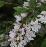 trnovník smíšený <i>(Robinia ×ambigua)</i> / Květ/Květenství