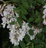 trnovník smíšený <i>(Robinia ×ambigua)</i> / Květ/Květenství
