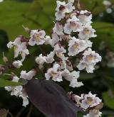 katalpa červenající <i>(Catalpa ×erubescens)</i> / Květ/Květenství