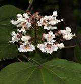 katalpa červenající <i>(Catalpa ×erubescens)</i> / Květ/Květenství