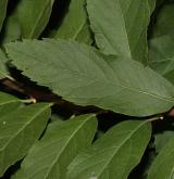 tavolník Douglasův <i>(Spiraea douglasii)</i> / List