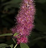 tavolník Douglasův <i>(Spiraea douglasii)</i> / Květ/Květenství