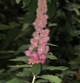 tavolník Douglasův <i>(Spiraea douglasii)</i> / Květ/Květenství