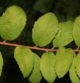 tavolník  <i>(Spiraea ×fontenaysi)</i> / List